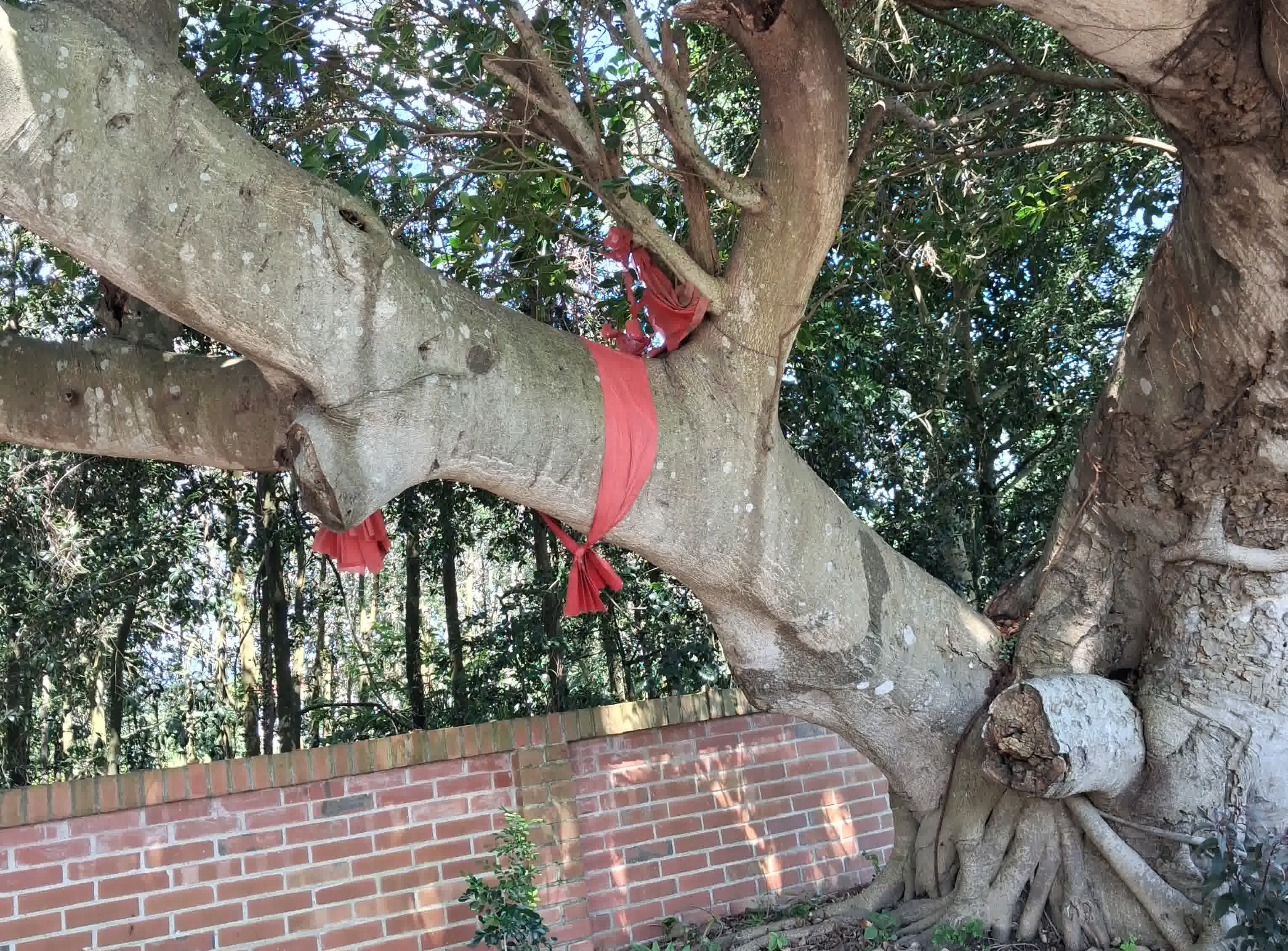 置中圖片